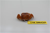 藏品(奧氏後相手蟹)的圖片